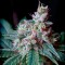 Marijuana Seeds Cream Caramel feminized Ganja Seeds Fast Version 