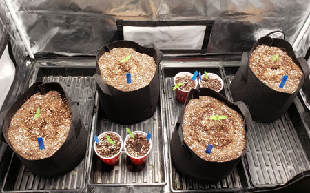 როგორ მოვიყვანოთ შეზღუდულ სივრცეში კანაფის კომპაქტური მცენარეები 