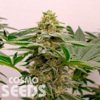 Kerosene Krash feminised Ganja Seeds