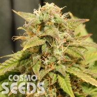 Auto Super Bud feminised Ganja Seeds