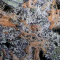 ავტოყვავილებადი ფემინიზირებული კანაფის კაკლები Lavender -ს შეკვეთა