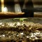 Семена марихуаны Colossus feminised GanjaVIP Seeds