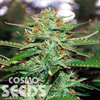 Auto Jack 47 feminised Ganja Seeds