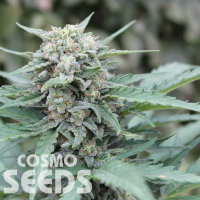 Auto Lemon Skunk feminised Ganja Seeds