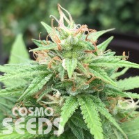Auto Mango feminised Ganja Seeds