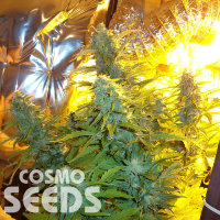 Auto Easy Ryder feminised Ganja Seeds