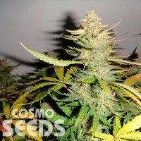 Auto Afghani №1 feminised Ganja Seeds