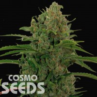 Auto Critical Kush feminised Ganja Seeds