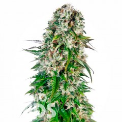 Auto Namor feminised GanjaVIP Seeds