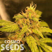 Auto Black Jack feminised Ganja Seeds