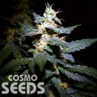 Auto Jack feminised Ganja Seeds