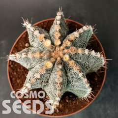 Astrophytum asterias x ornatum
