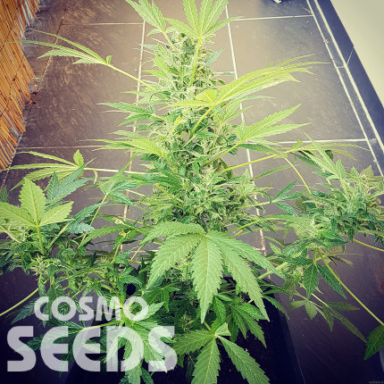 Auto Altay feminised Bang Seeds