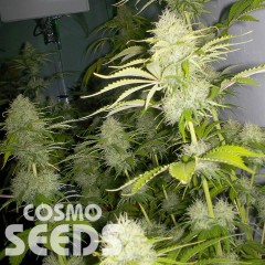 Auto Kaindy feminised Bang Seeds