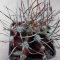 კაქტუსის თესლი Astrophytum niveum x Astrophytum ornatum 
