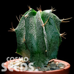Astrophytum ornatum hybrid