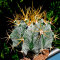 კაქტუსის თესლი  Astrophytum ornatum var. mirbelii