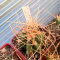 Семена кактусов Astrophytum senile var. aureum