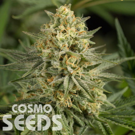 Auto Dolche Cheese feminised Ganja Seeds