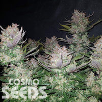 Auto Dark Devil feminised Ganja Seeds