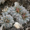 Семена кактусов Lophophora echinata