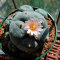 Купить семена кактуса Lophophora williamsii