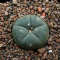Купить семена кактуса Lophophora williamsii SB 854