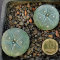 Заказать семена кактуса Lophophora williamsii SB 854