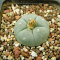 Купить семена Lophophora williamsii SB 854