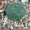 Семена кактуса Lophophora williamsii var. refugio