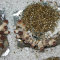 პსილოციბინური სოკოების ანაბეჭდების ყიდვა Tasmanian