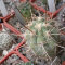 Семена кактусов Trichocereus chilensis var. panhoplites