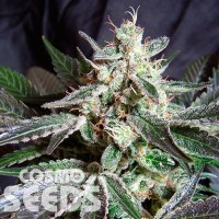 Black Jack feminised Ganja Seeds Fast Version