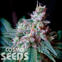 Cream Caramel feminised Ganja Seeds Fast Version