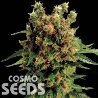 Hash Plant feminised Ganja Seeds