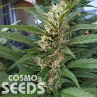 S.A.D. (Sweet Afgani Delicious) feminised Ganja Seeds Fast Version