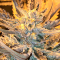 Cannabis Seeds Rolling Frau-მ ქალური განჯას თესლი 