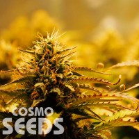Jack 47 feminised Ganja Seeds