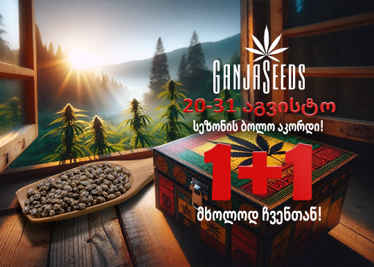 სეზონის ბოლო აკორდი „1+1“ GanjaSeeds-ზე!